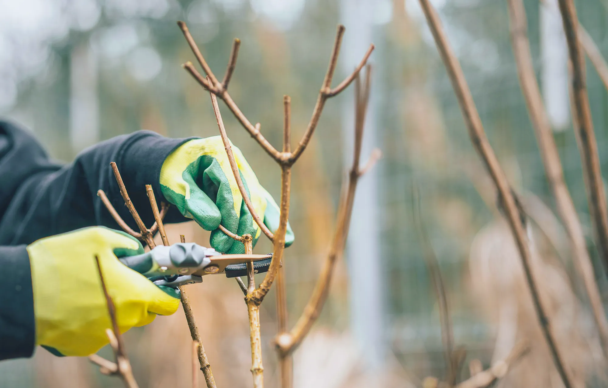 Gloved hands pruning the bare young branches of a fruit tree with secateurs