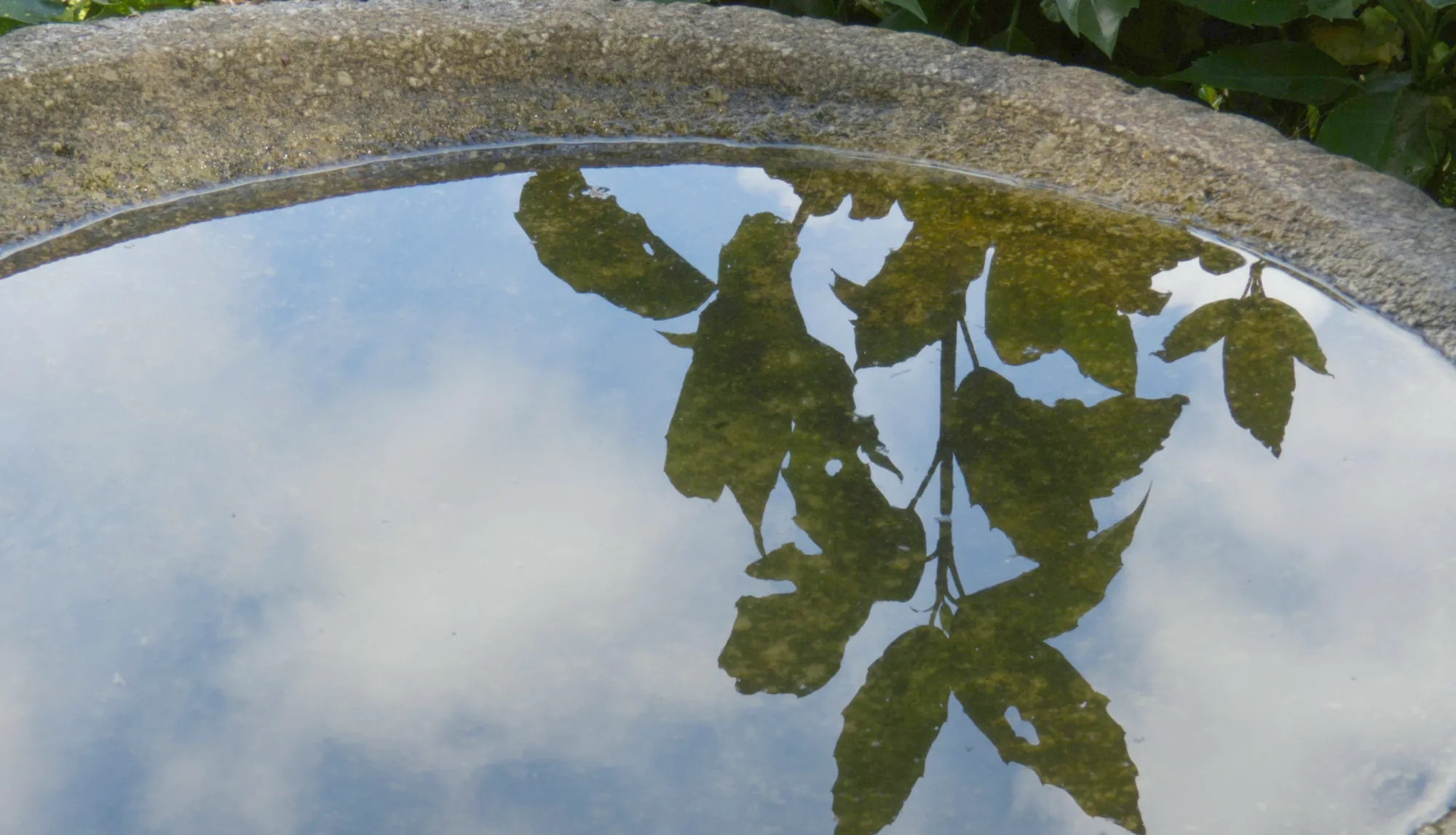 Sky and leaves reflected in a stone basin of water