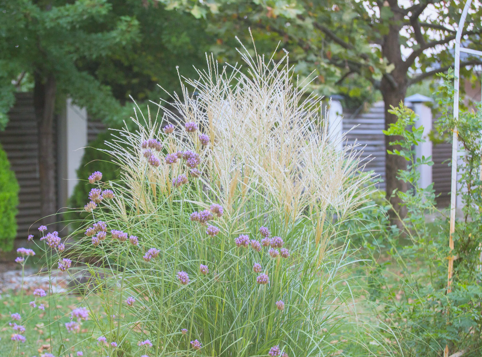 Pale plumes of ornamental grass and purple verbena in sun, a clipped conifer and a slatted fence behind