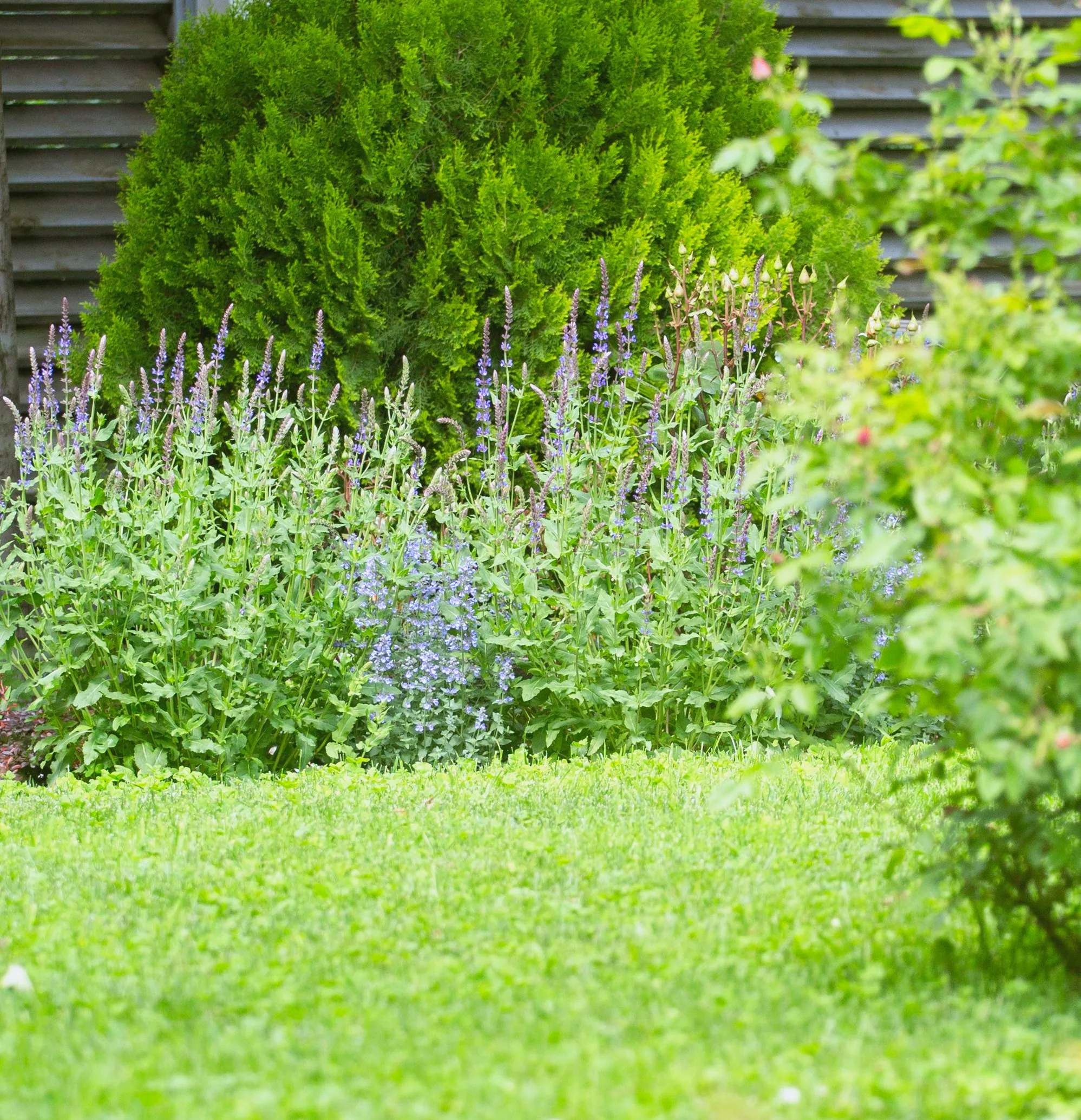 A lawn and brick path curving under a rose arch into deep planting