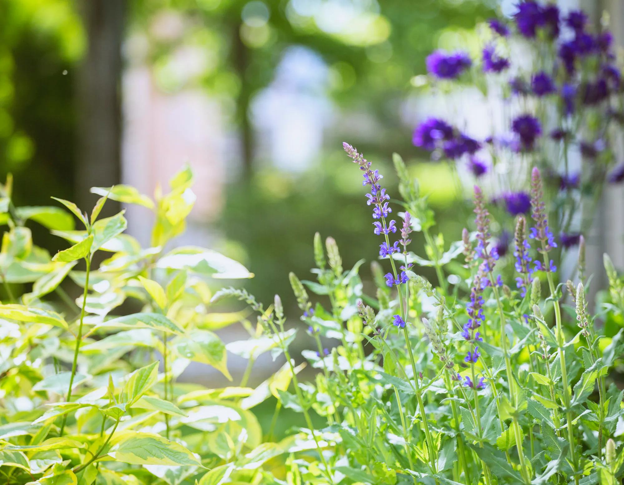 Purple salvia and lime green foliage in close up