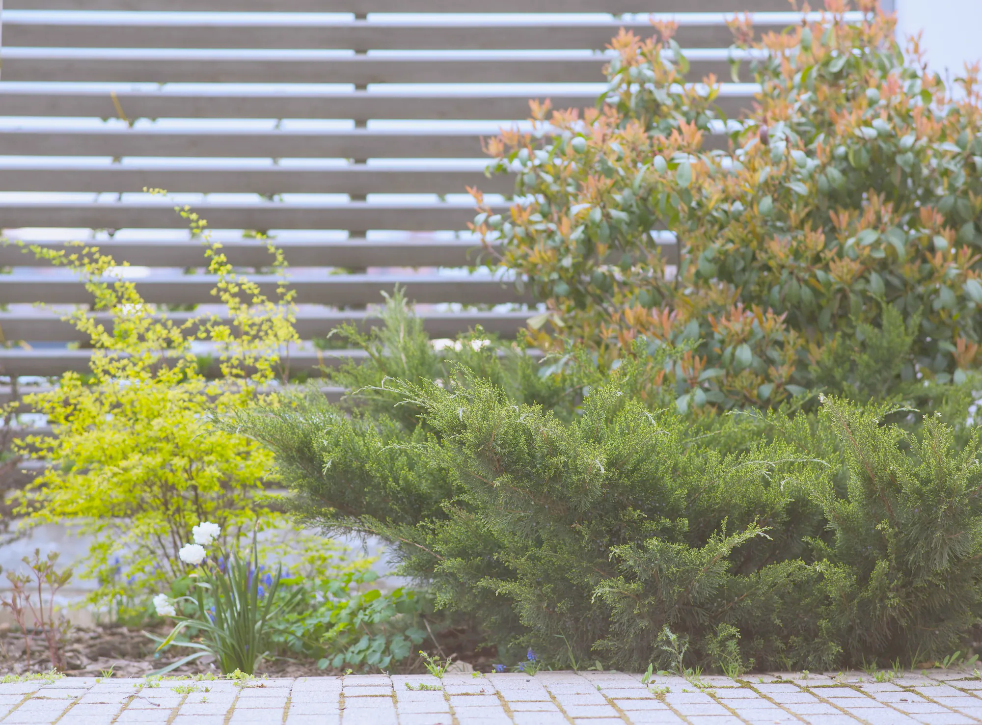 Shrubs and grasses planted in front of a slatted timber fence