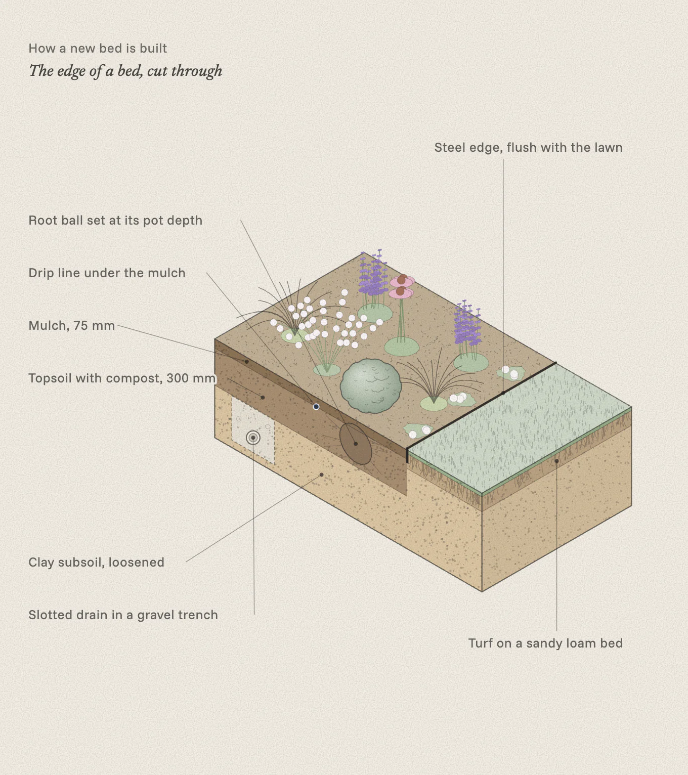 Cut block through a lawn edge and a new bed: a steel edge flush with the lawn, 75 mm of mulch over 300 mm of topsoil with compost, loosened clay below, a slotted drain in a gravel trench, a drip line under the mulch and the root ball of a shrub.
