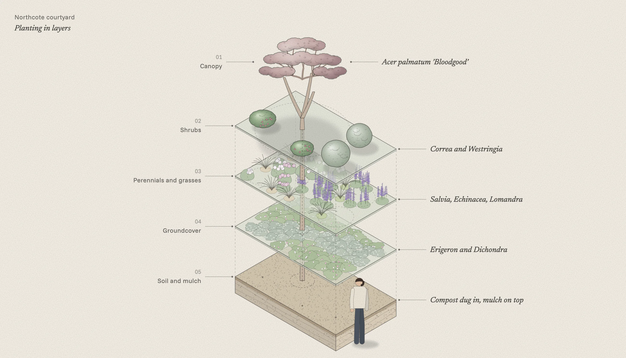 Exploded diagram of one courtyard bed in five layers: the maple canopy at the top, then the shrubs, the perennials and grasses, the groundcover, and the mulched soil they all grow in, with the trunk running down through them.