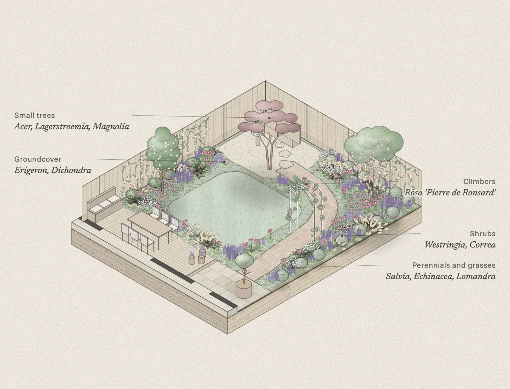 The same isometric view planted: a maple, a crepe myrtle and a magnolia over shrubs, perennials, grasses and groundcover, with a rose on the arch and climbers on the fences.