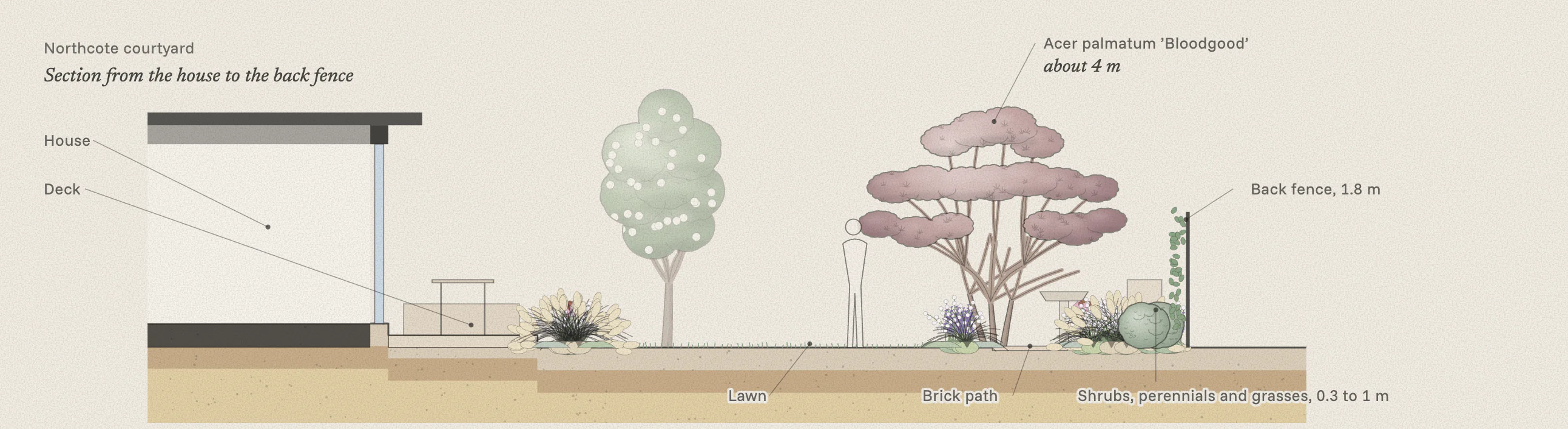 Section through the courtyard from the house to the back fence: the deck, the lawn, the brick path, the Japanese maple and the layered planting along the fence, with a person for scale.