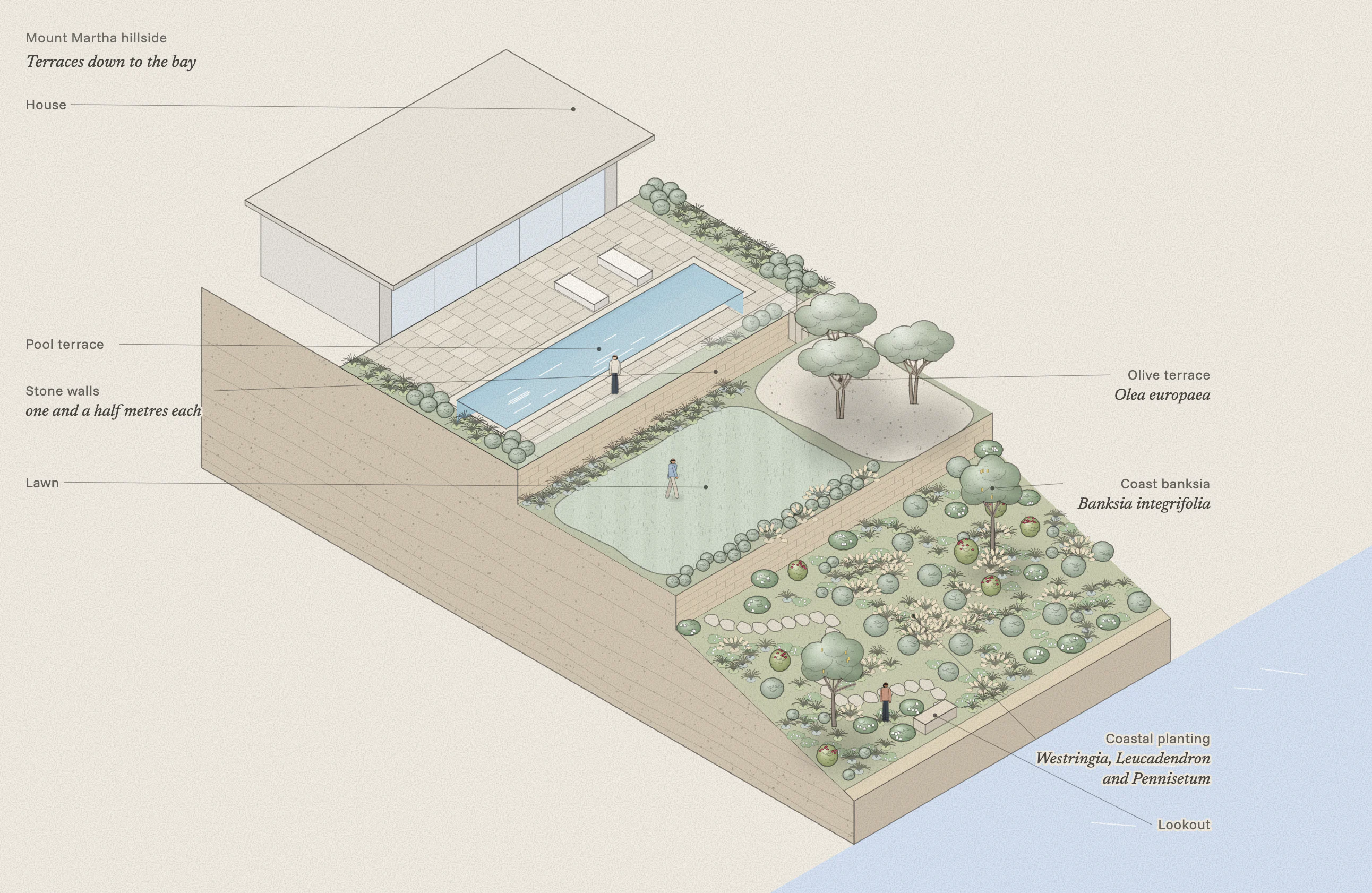 Isometric drawing of the Mount Martha hillside: the house and a lap pool on a paved terrace, a stone wall down to an olive terrace with a lawn, a second wall to a bank of coastal planting with a stepping path, and the bay below the cliff.
