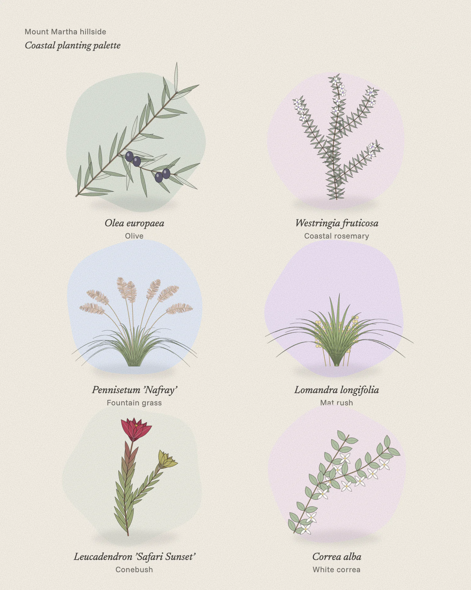 Six botanical studies of the hillside planting: an olive sprig with fruit, coastal rosemary in flower, fountain grass with soft plumes, mat rush with cream flowers, a conebush with red bracts and white correa.