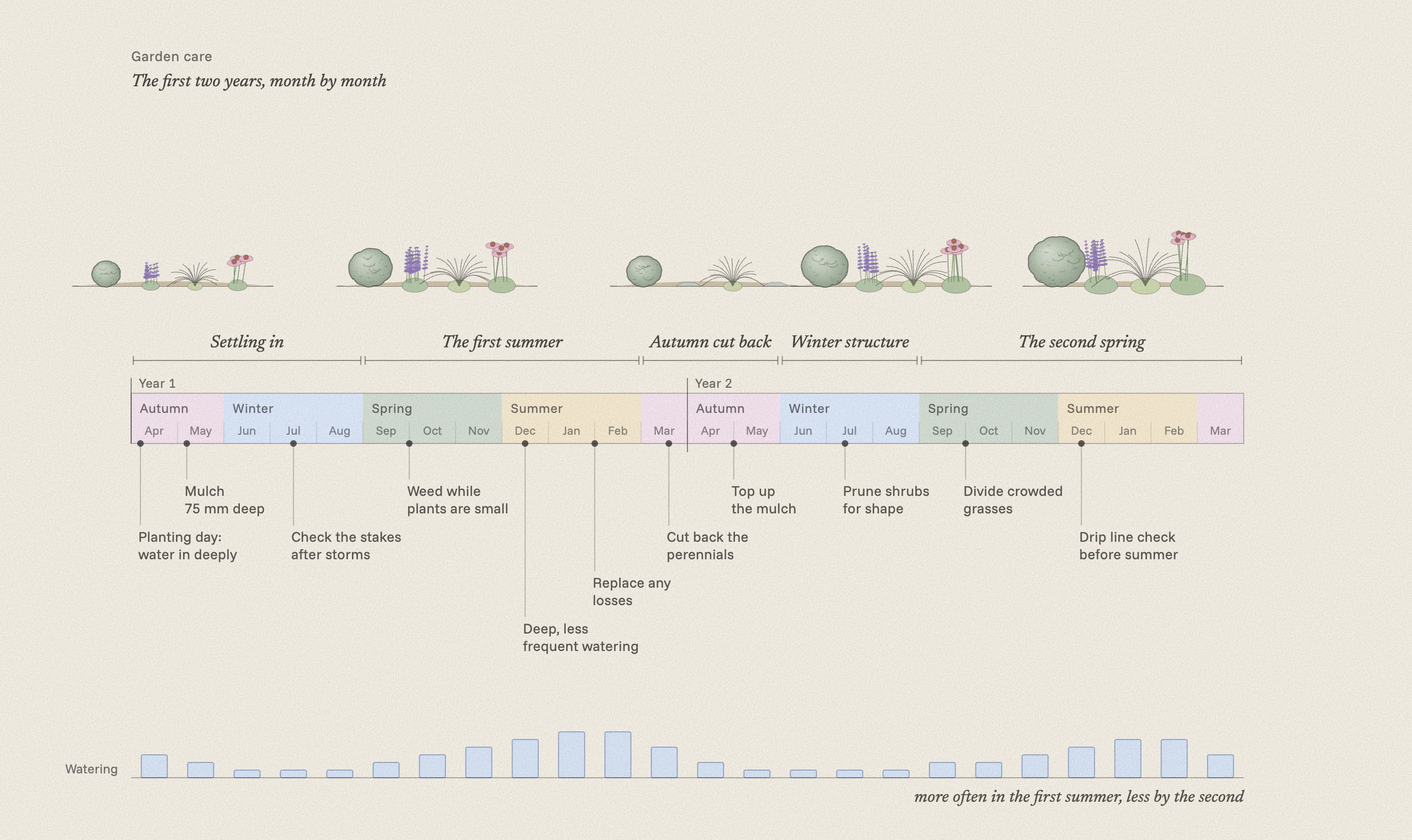 Timeline of the first two years after planting, month by month from April: five stages from settling in to the second spring over pastel season bands, a small planting drawn growing, the care tasks at their times of year, and watering that peaks in the first summer and eases by the second.