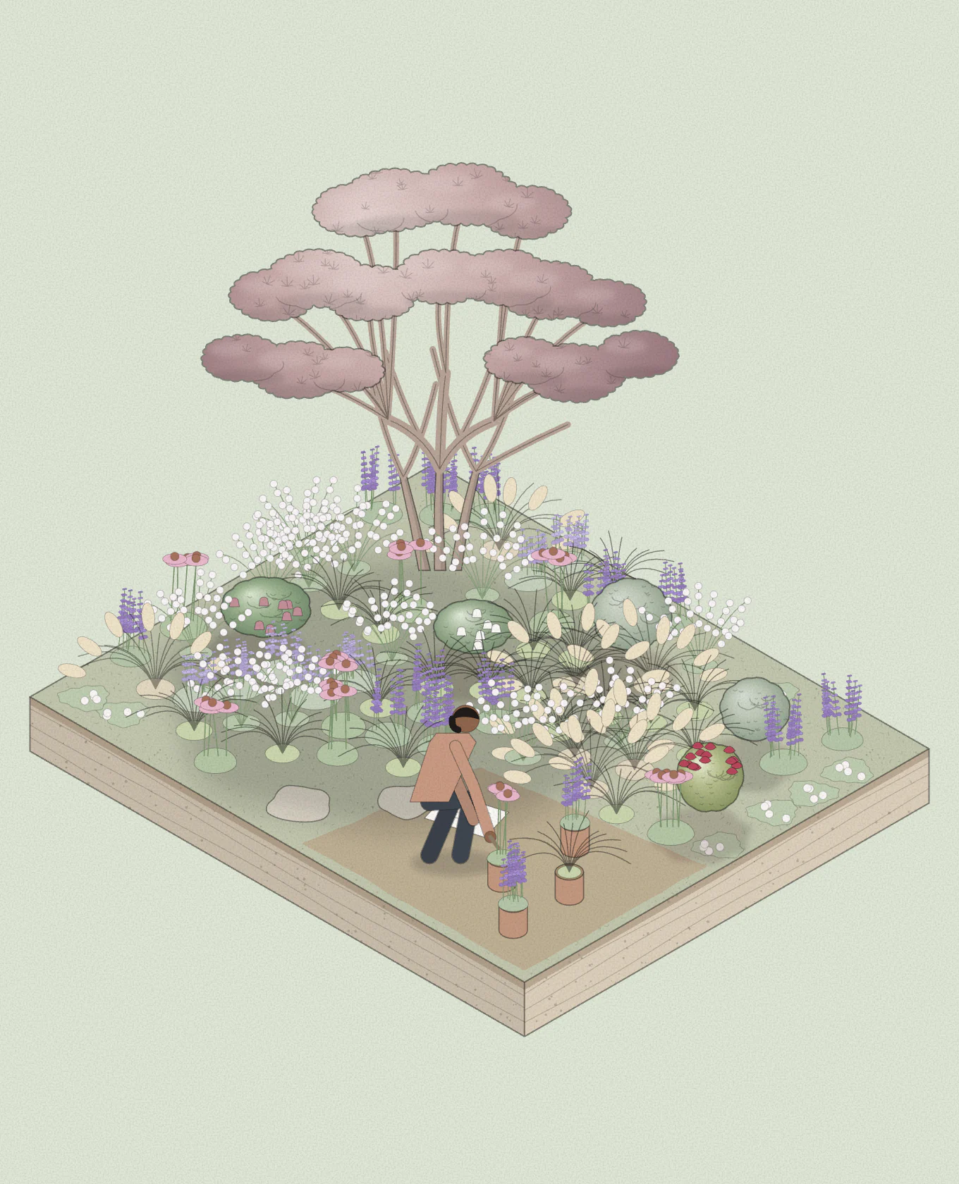 Isometric drawing of a garden bed being planted: a Japanese maple, shrubs and drifts of perennials and grasses, the next plants waiting in their pots and someone kneeling beside the plan.