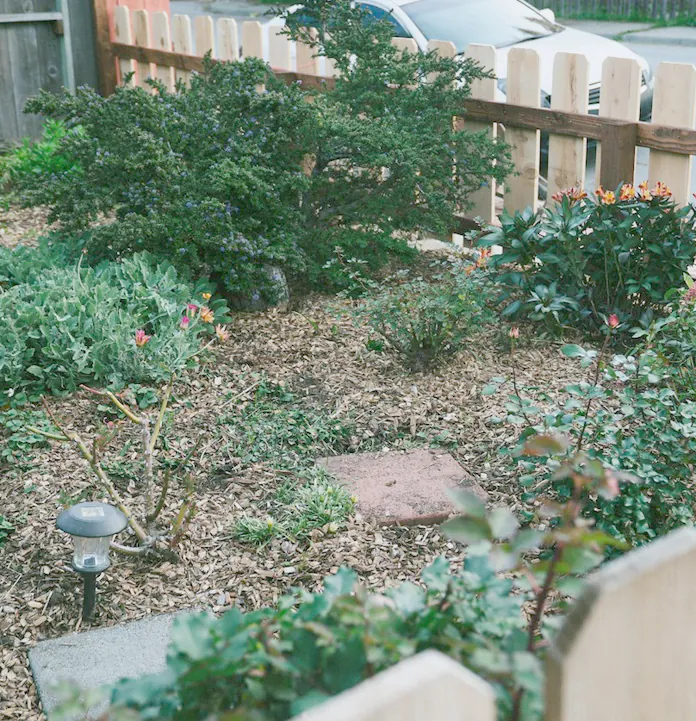 A small front garden of native shrubs and mulch behind a timber picket fence