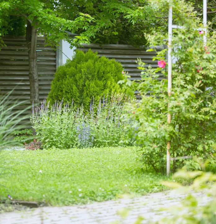 A small courtyard garden in sun: a slatted fence, clipped shrubs and catmint over the lawn, a rose arch at the side