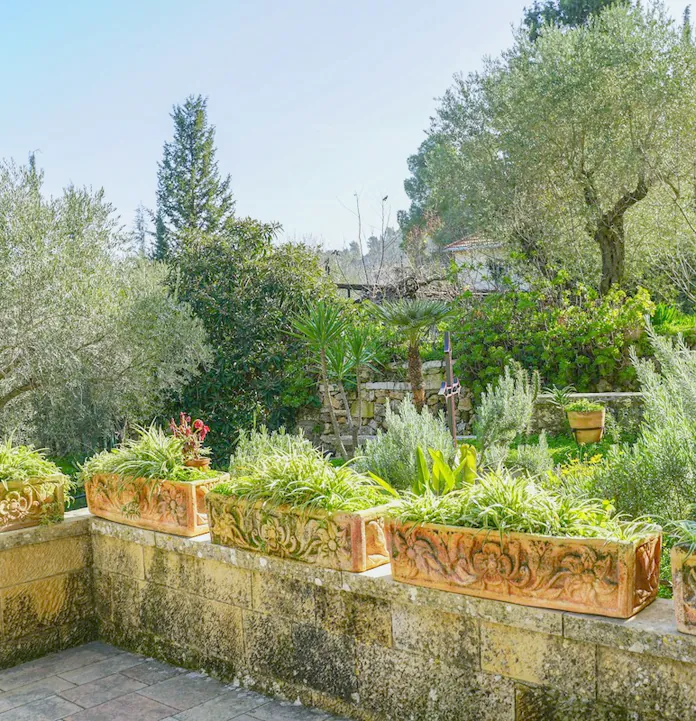 A sunny terrace of raised planters with olive trees and herbs