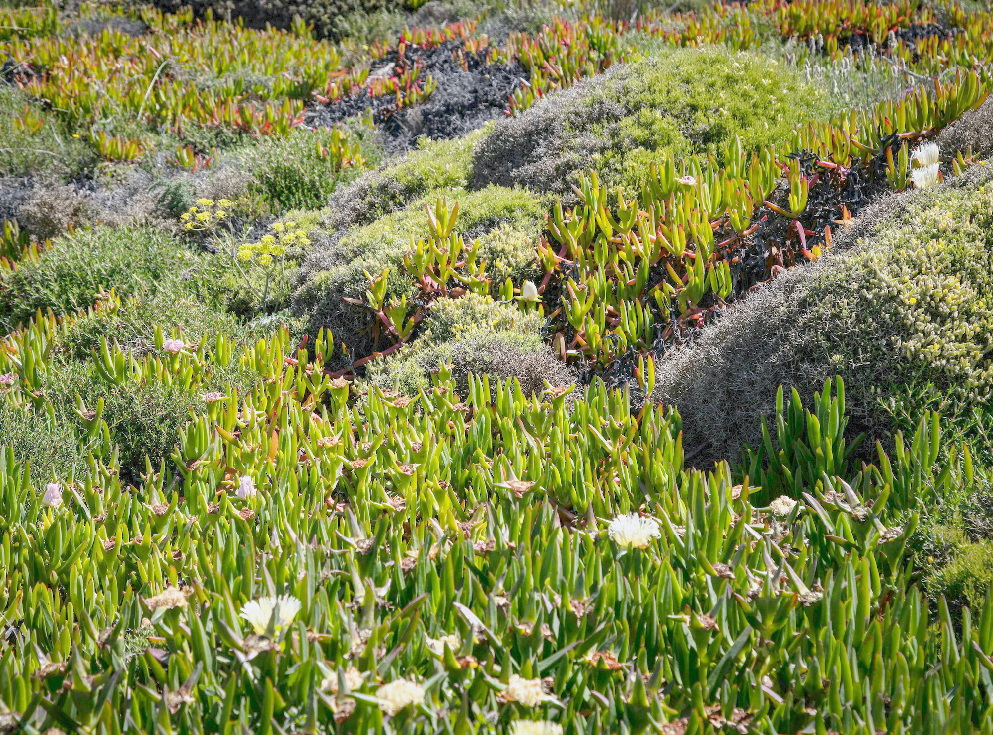 Pigface and coastal groundcovers knitting together over a sandy slope, a few pale flowers open