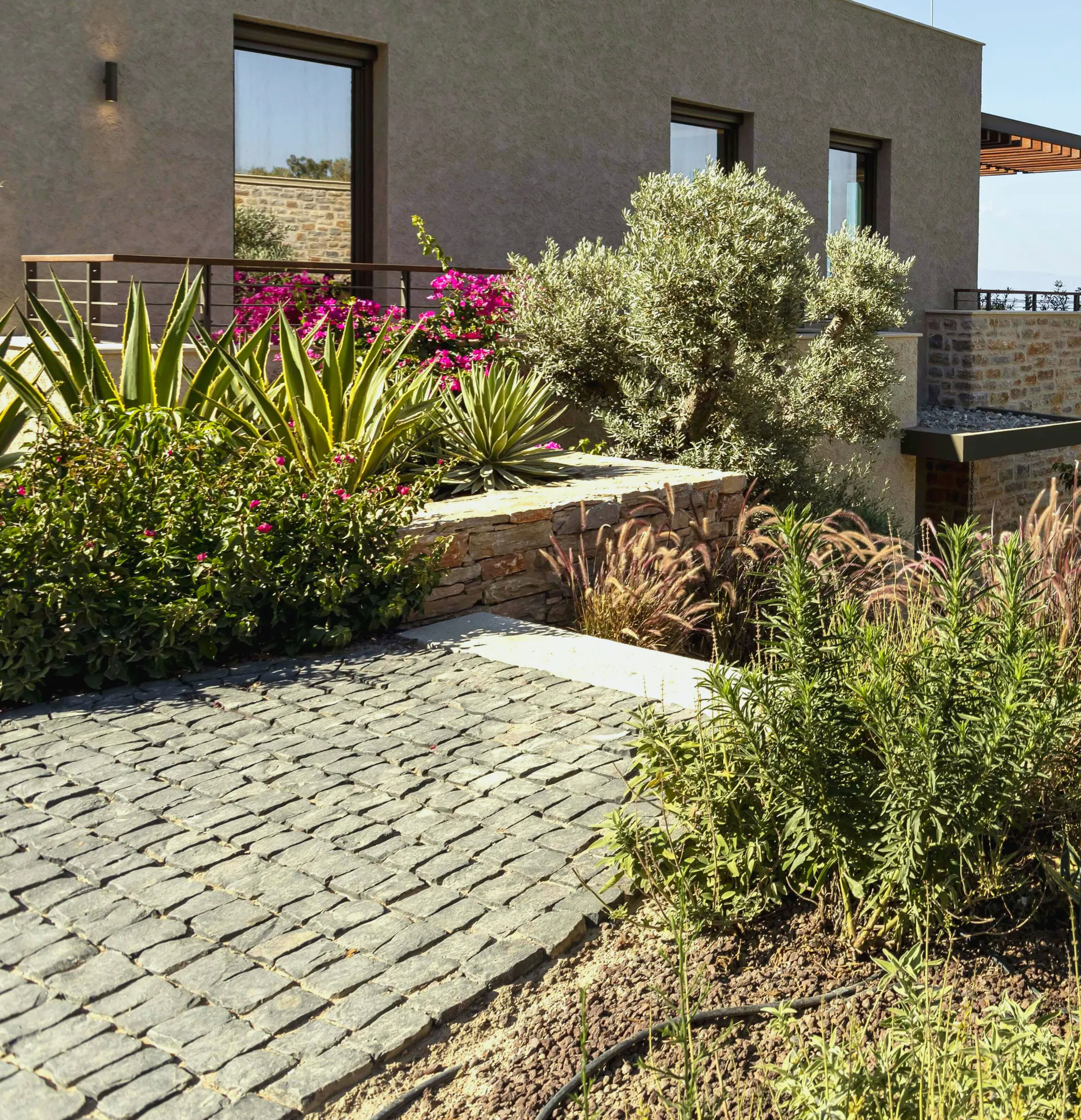 Olive, grasses and flowering coastal planting on a slope above the bay