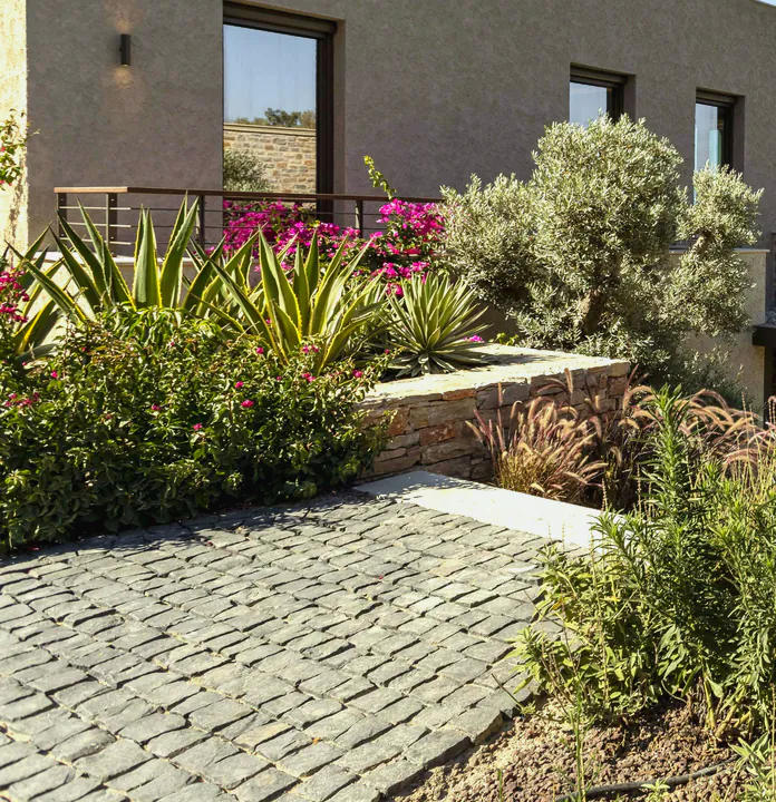 Olive, grasses and flowering coastal planting on a slope above the bay
