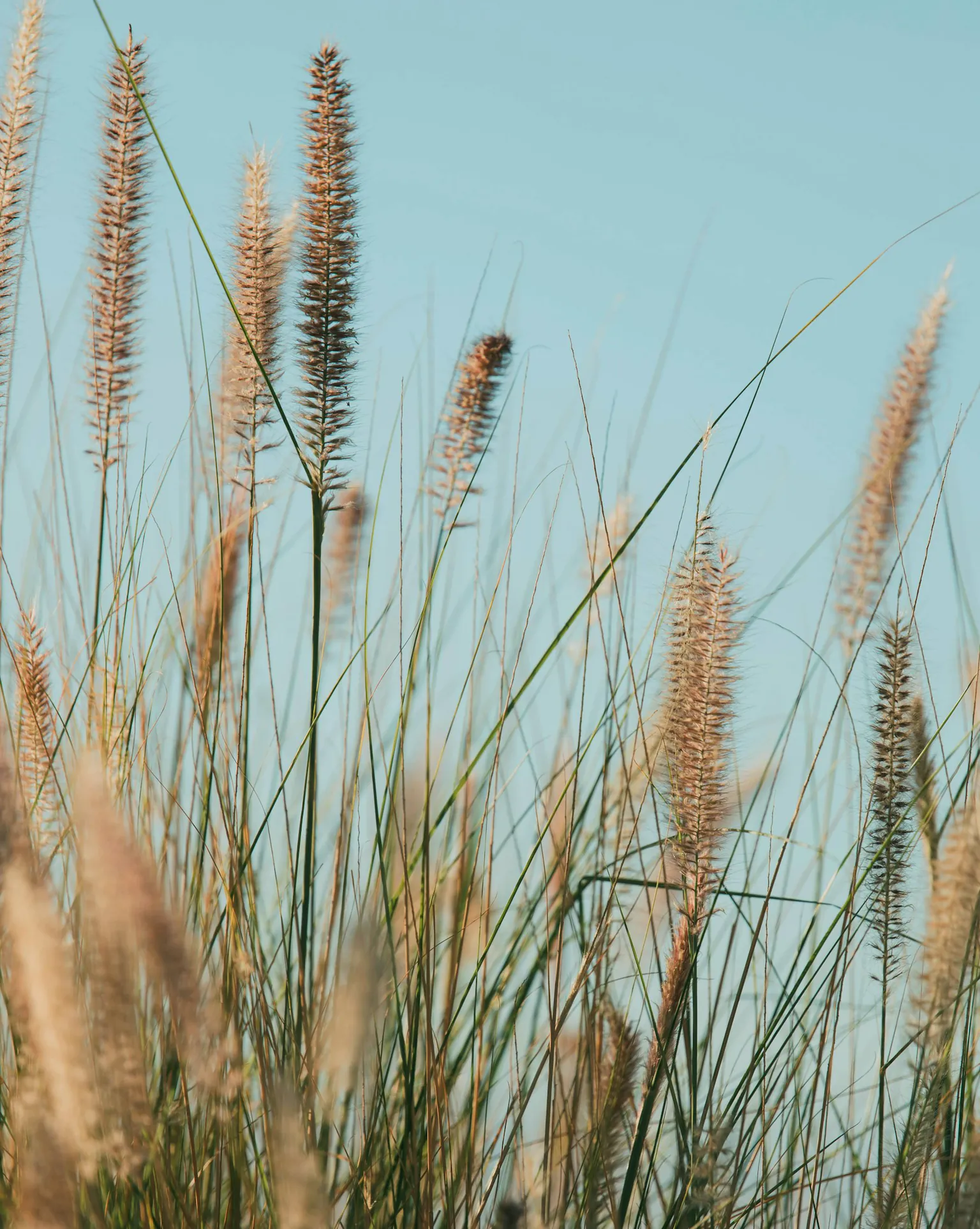 Fountain grass against a clear blue sky