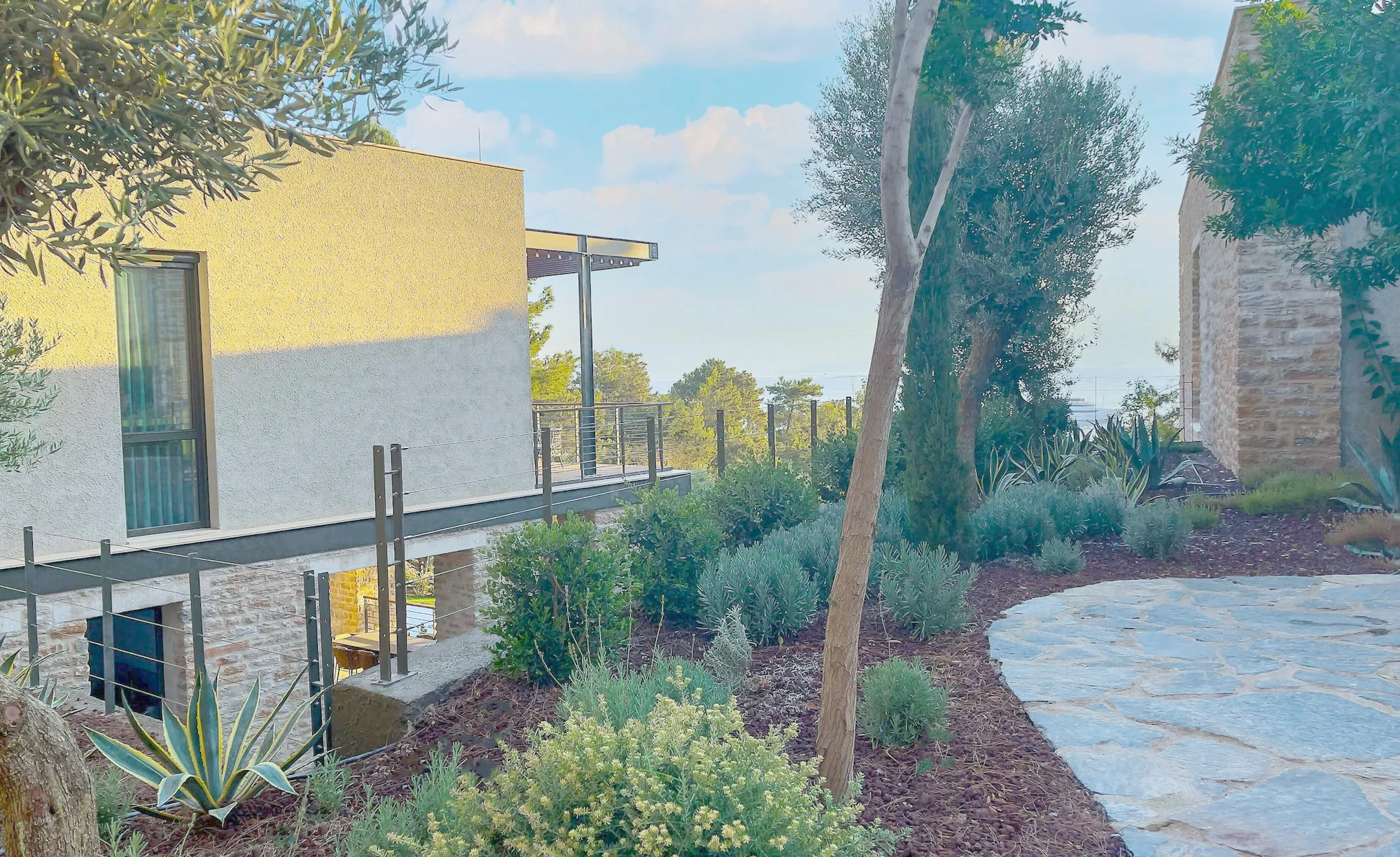 A flagstone path past olive trees and grey coastal planting