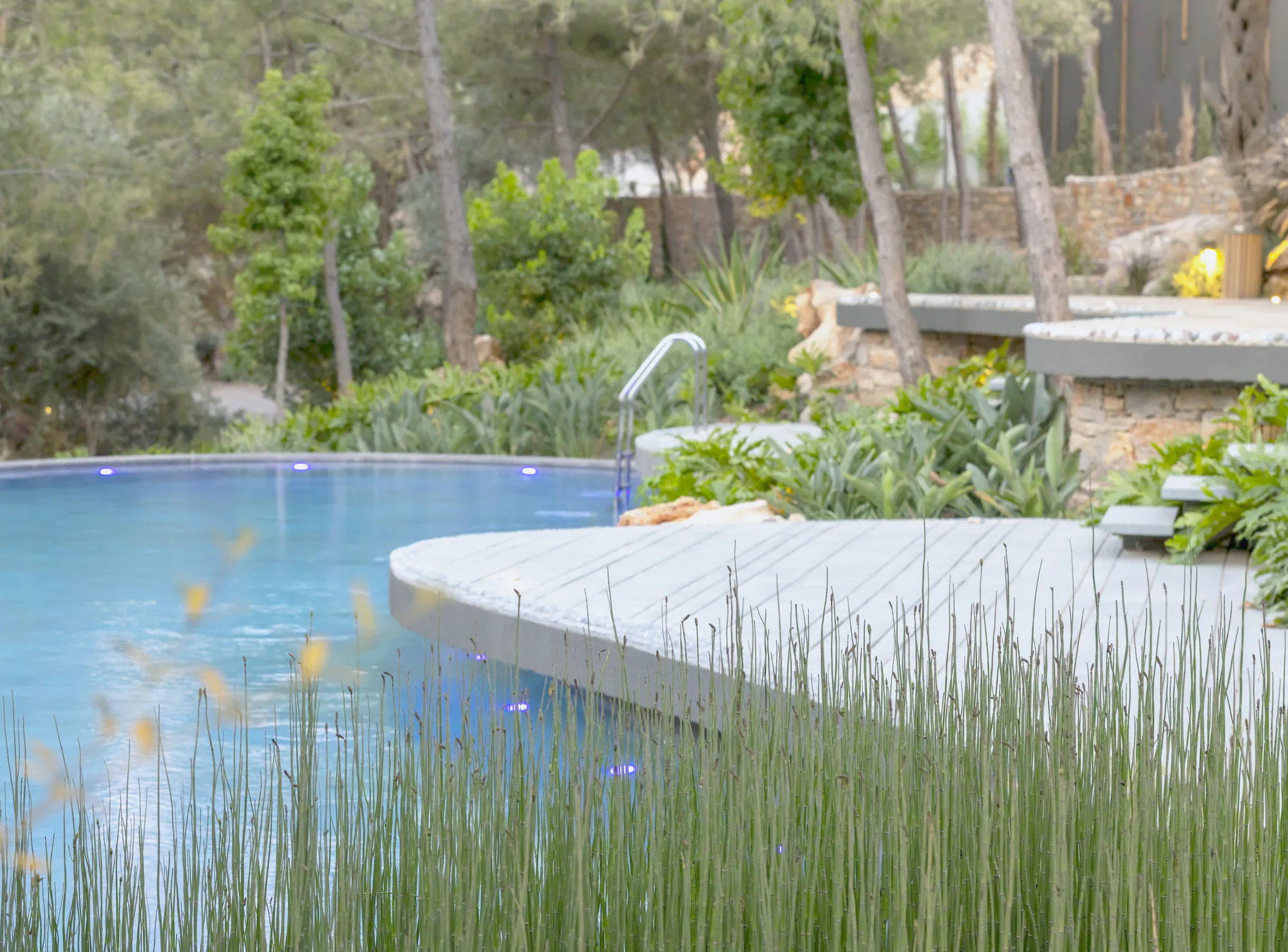 Horsetail and grasses growing close around the edge of a pool
