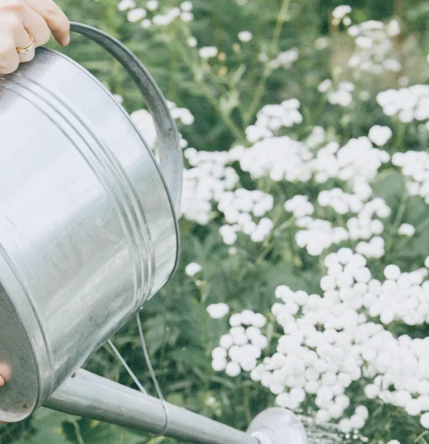 Watering white achillea with a metal watering can