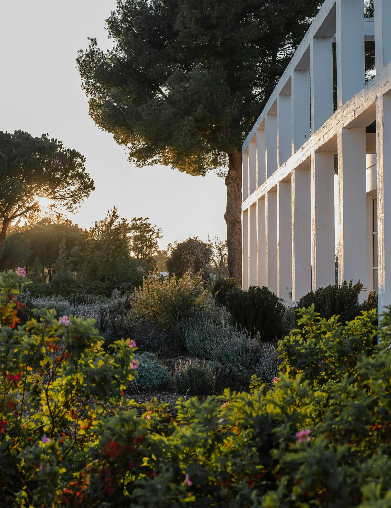 Low evening sun through umbrella pines over lavender and coastal shrubs beside a white loggia