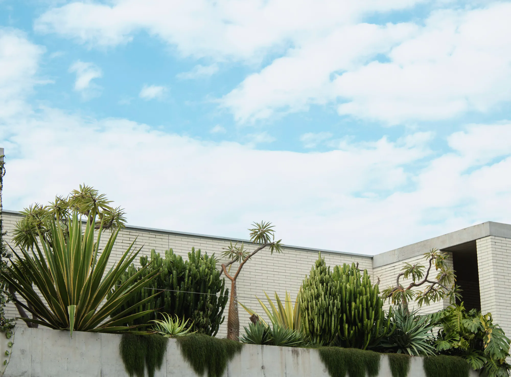 Agaves, cacti and branching succulents in a raised concrete planter along the white brick wall of a new house, under a blue sky with light cloud