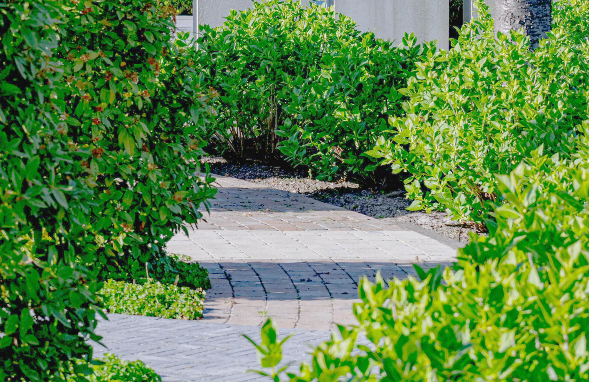 A paved path curving between glossy green shrubs and dark mulched beds, with pale concrete walls behind