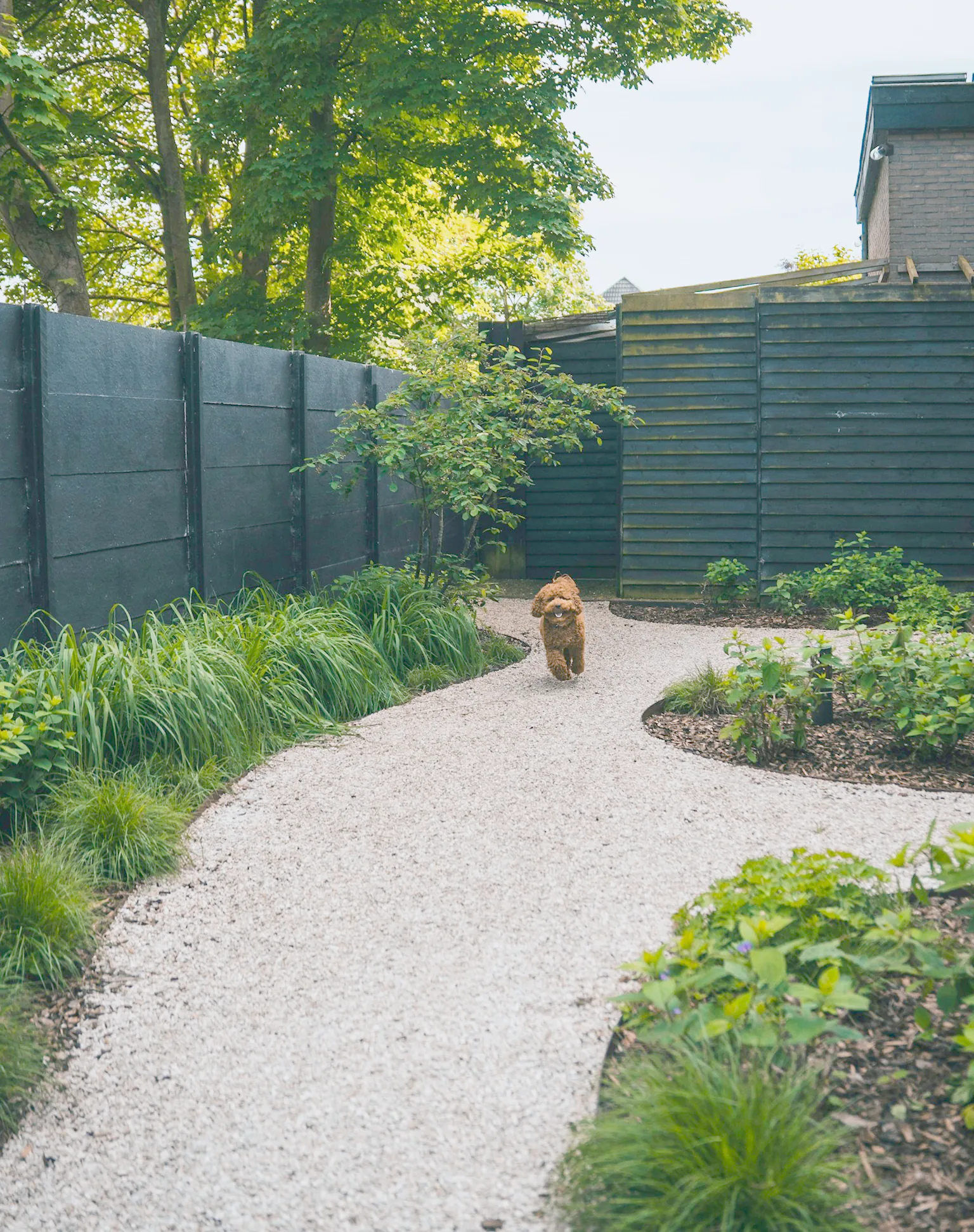 A pale gravel path curving between new beds of grasses and young shrubs to a black fence, a dog trotting along it
