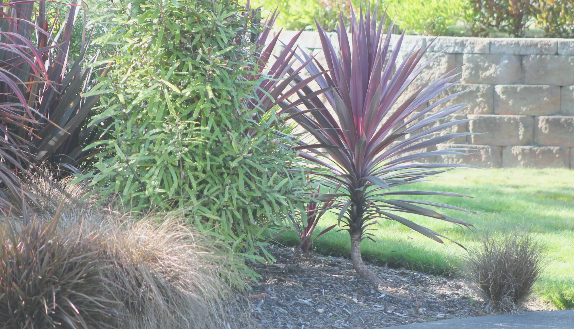 Grasses, cordyline and other front garden planting beside a low stone wall