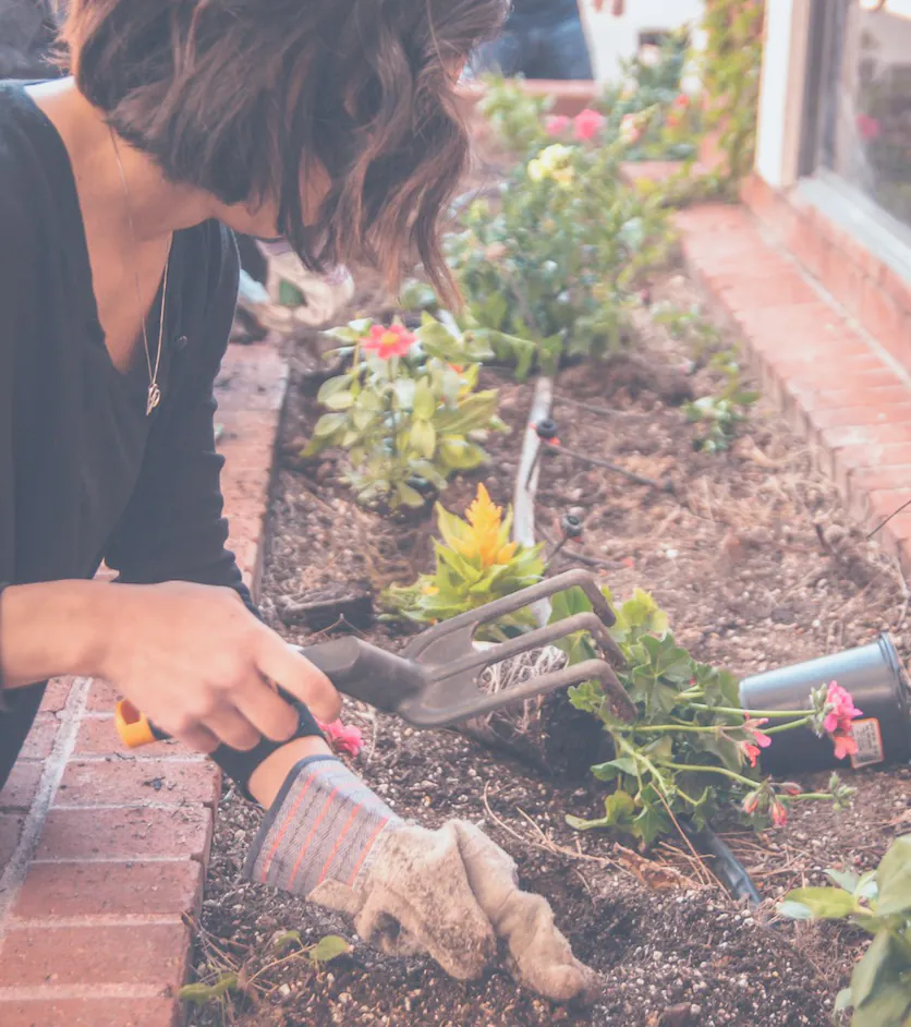 A gardener with a fork, planting perennials into a new bed