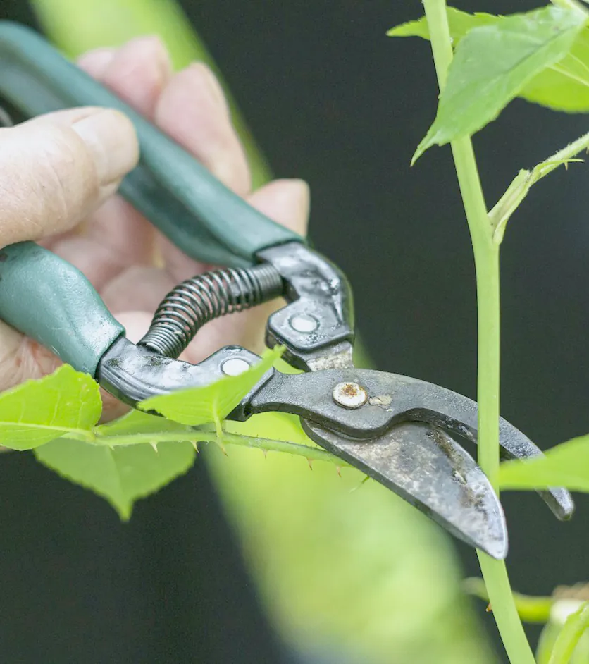 Secateurs taking a shoot back to a bud