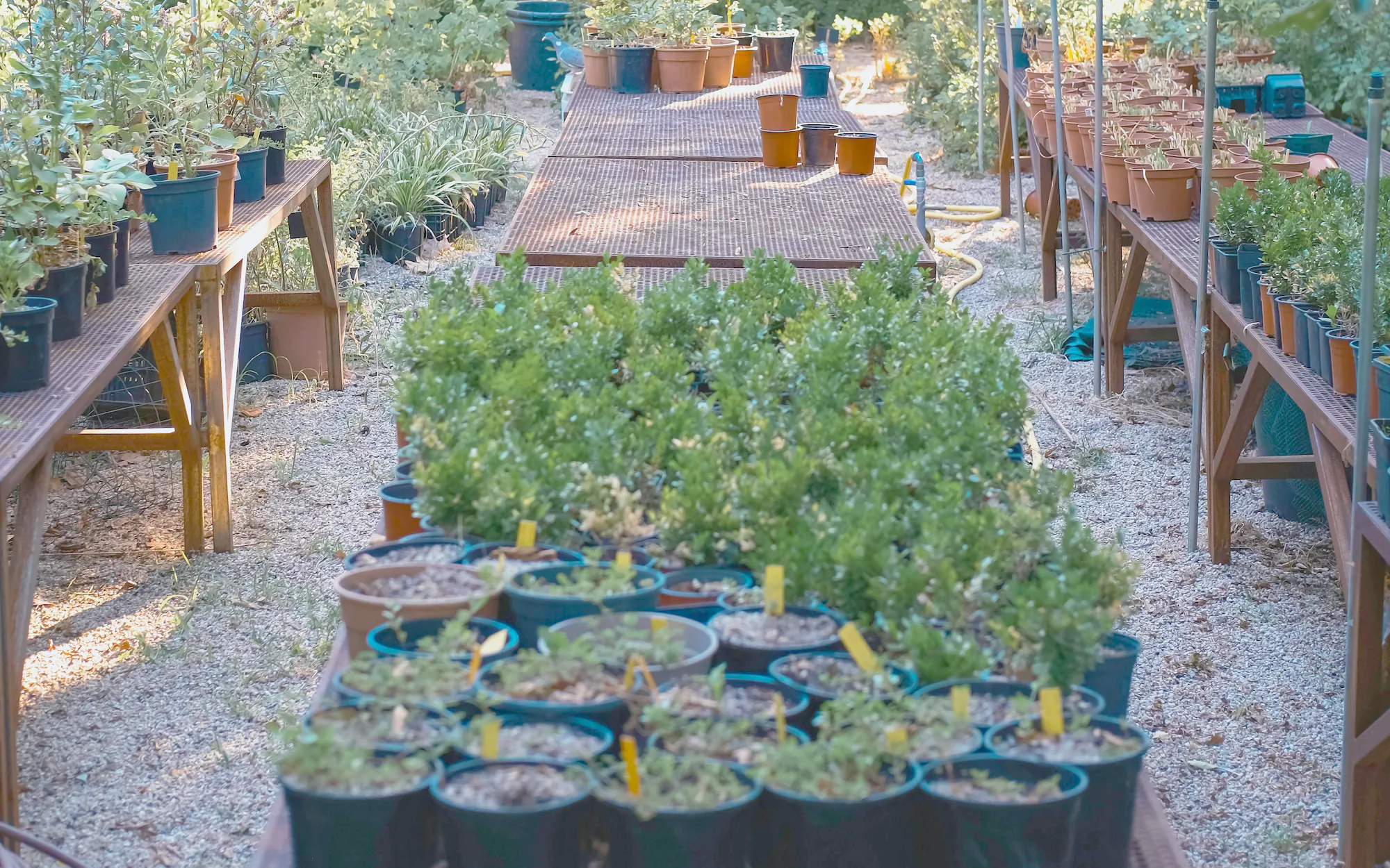 Rows of potted plants set out on tables, ready to plant