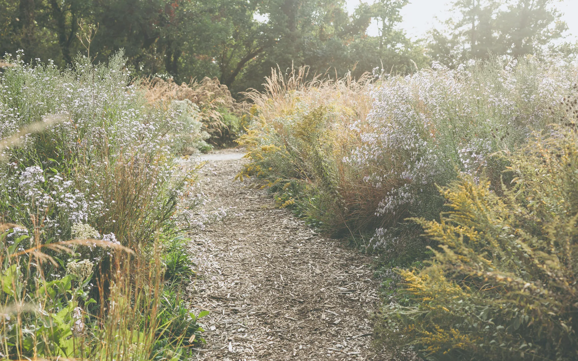 A path through soft grasses and perennials in late light