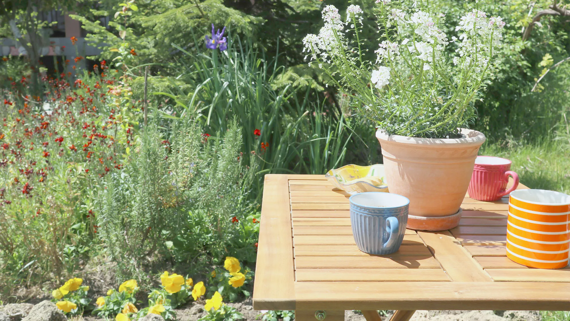 A timber table in a garden with cups and a pot of white flowers, beds beyond