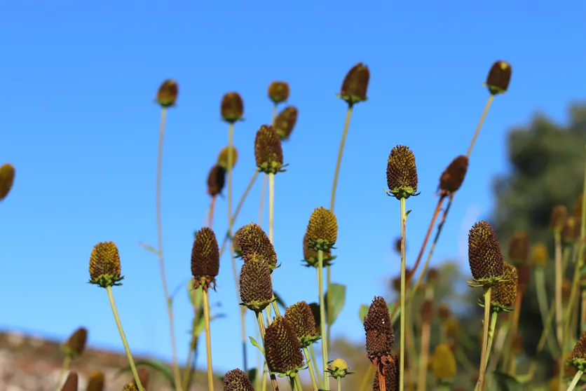 Coneflower seed heads against a blue sky
