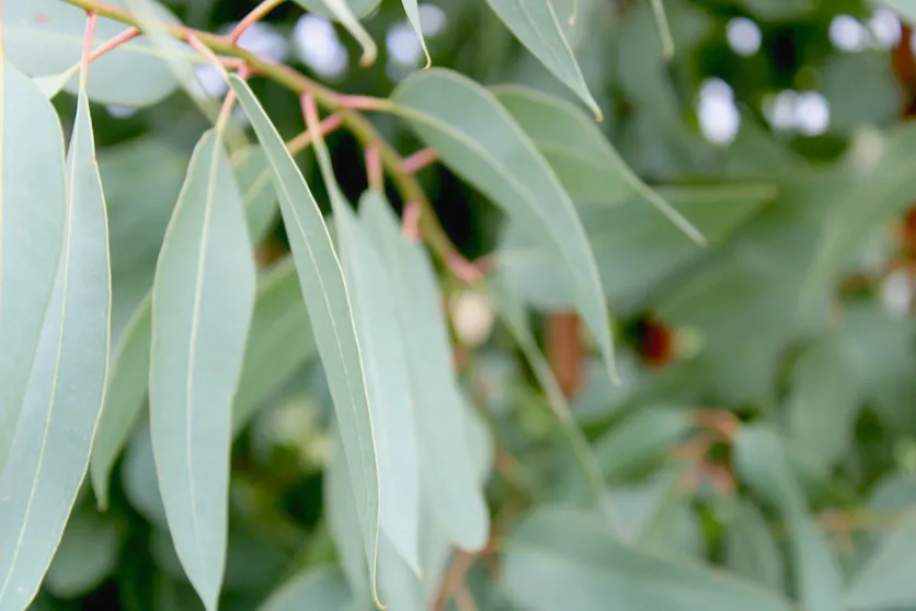 Narrow gum leaves in soft light