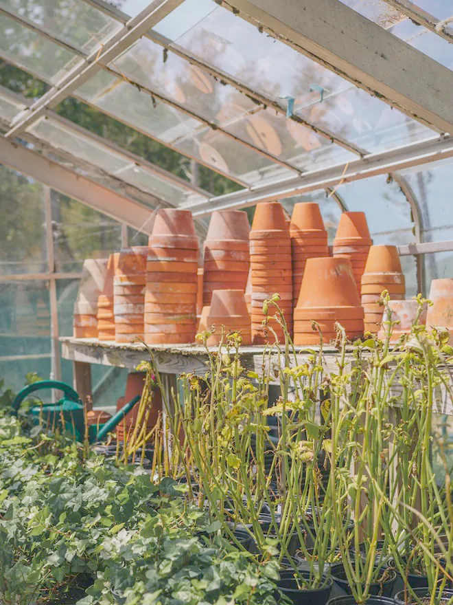 Terracotta pots stacked on the benches of a glasshouse, with young plants growing below