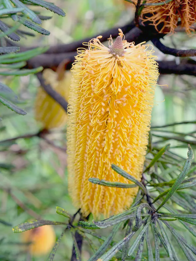 A banksia flower, part of the planting palette