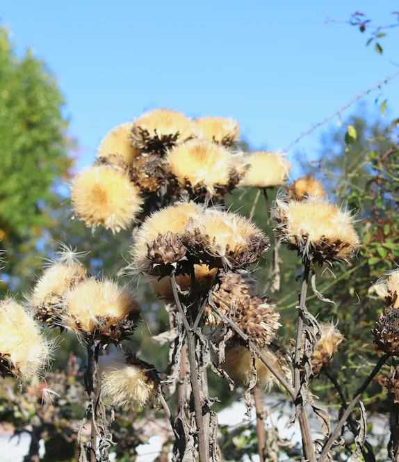 Silvery cardoon seed heads against the sky